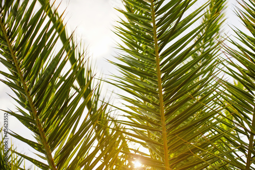 Green palm leaves, sun shines in background, only few blades focus abstract tropical background