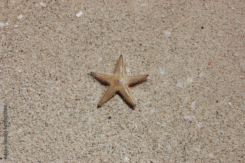 starfish on seacoast in a sunny day. Beautiful summer background starfish on seacoast in a sunny day. Beautiful summer background