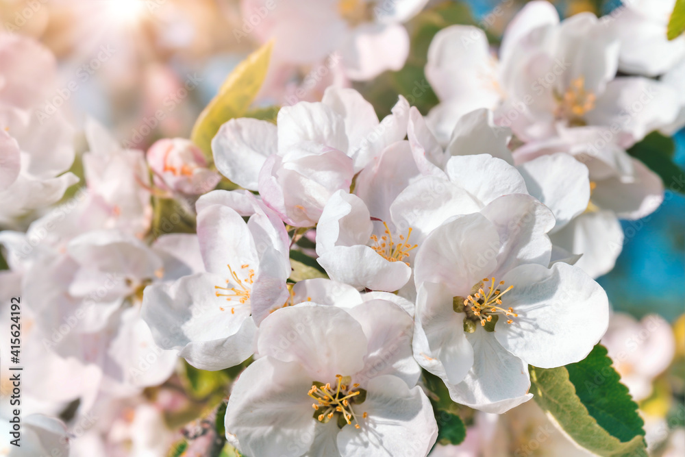 Spring or summer festive blooming with white flowers fruit tree branches against baby blue sky with sun light flares and bokeh. Fresh floral background with copy space selective focus Spring or summer festive blooming with white flowers fruit tree branches against baby blue sky with sun light flares and bokeh. Fresh floral background with copy space selective focus