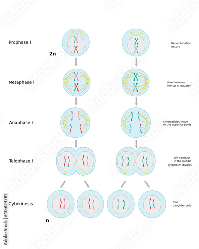 Meiosi II, second step of cell division.  Diagram with phases. Educational infographic.