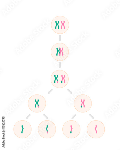 Simple diagram of meiosis, cell division for produce gametes. Illustration