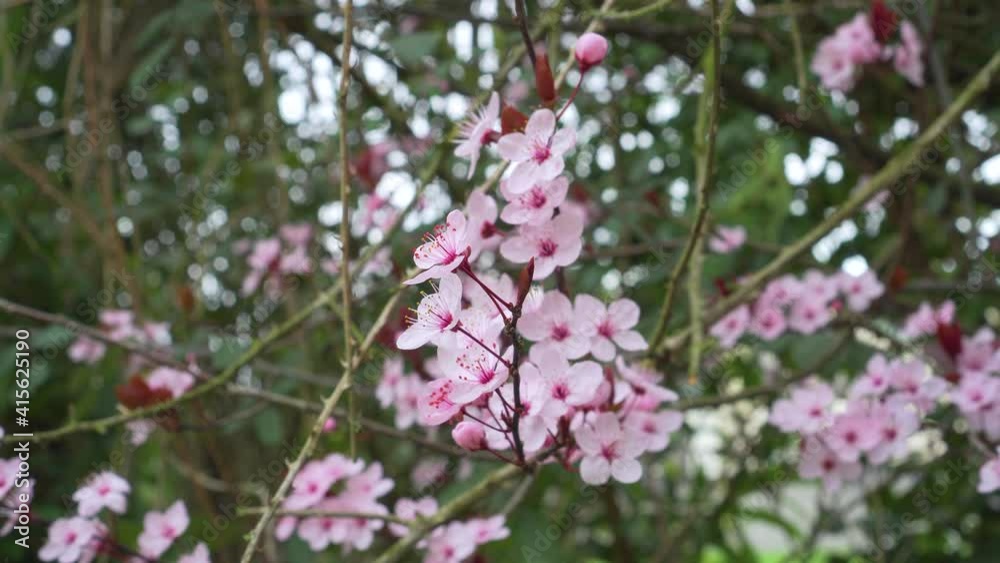 Beautiful pink cherry plum flowers close up on a blooming spring tree. Prunus cerasifera Beautiful pink cherry plum flowers close up on a blooming spring tree. Prunus cerasifera