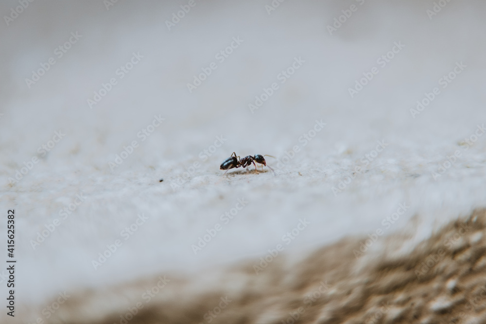Ant walking Ant walking