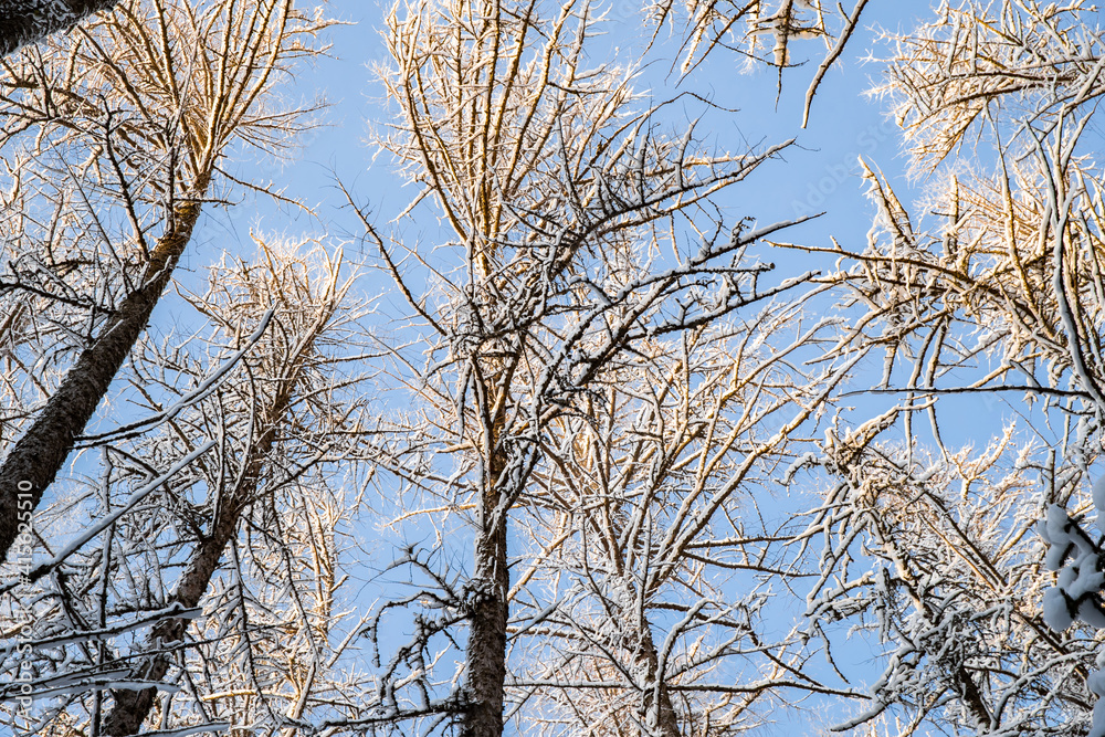 Winter tree tops viewed looking up at sunset. Bottom view trees. Blue sky. Trunks of larches. Forest abstract background. Winter tree tops viewed looking up at sunset. Bottom view trees. Blue sky. Trunks of larches. Forest abstract background.