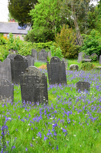 bluebells growing around old gravestones photo