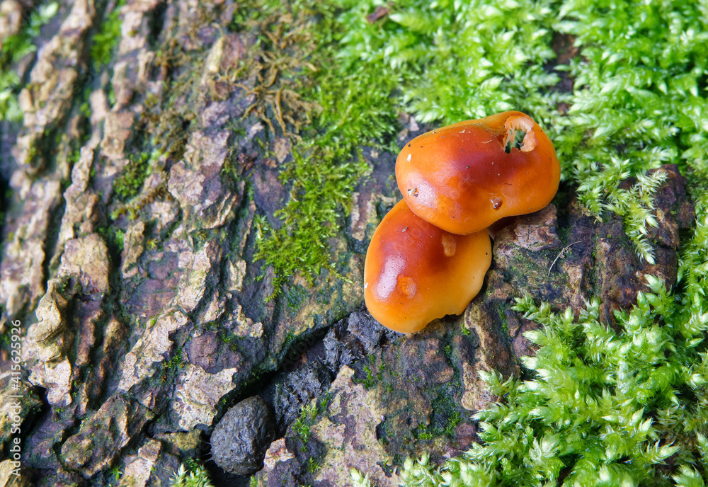 Fototapeta premium mini red brown mushroom fungus plates growing amongst luminous green lichen 