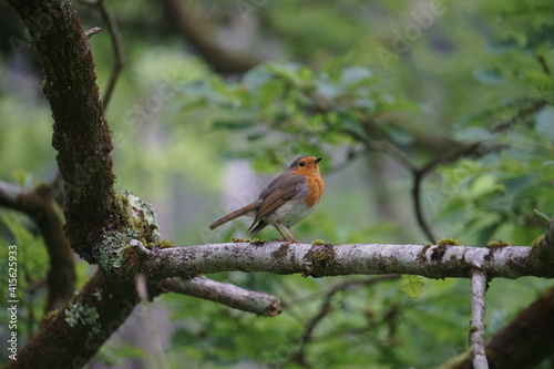 Robin - Erithacus rubecula