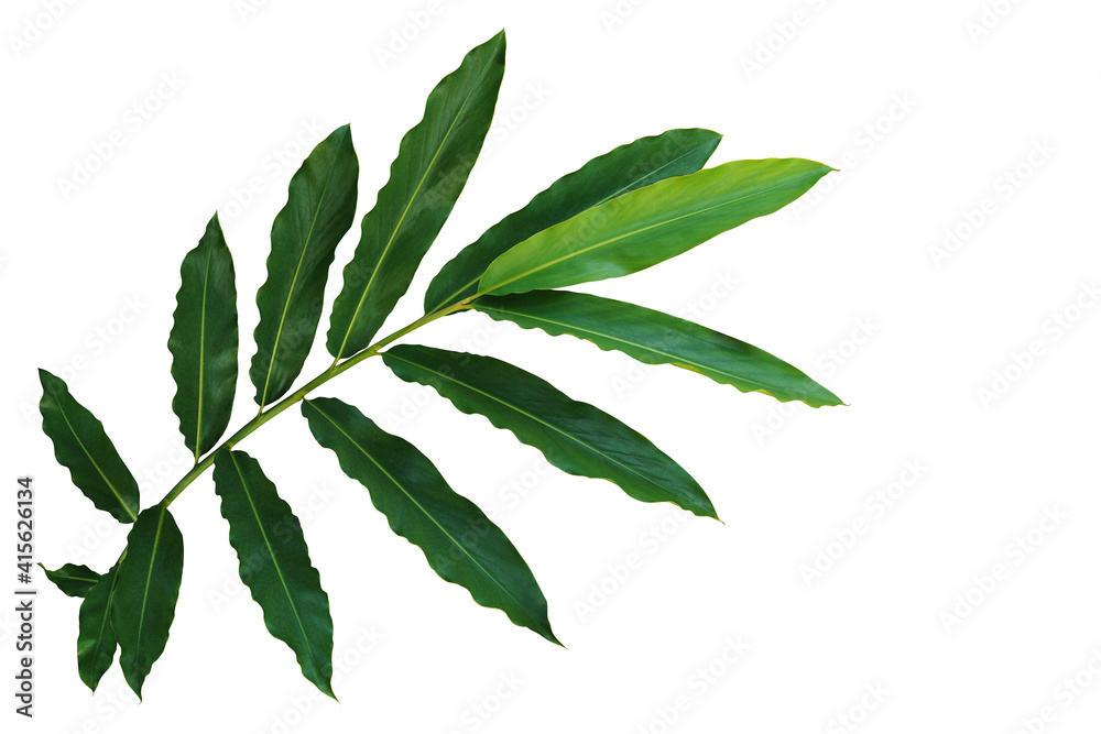 Torch ginger or wild ginger leaves the tropical forest flowering plant in the ginger family, Zingiberaceae. Green leaves branch  isolated on white background with clipping path.