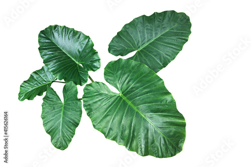 Heart shaped green leaves of Elephant Ear or Giant Taro (Alocasia species), tropical rainforest foliage garden plant isolated on white background with clipping path. photo