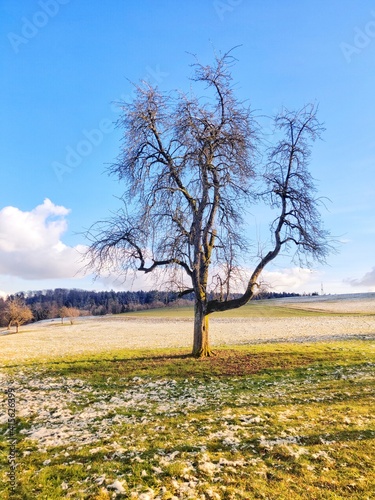 Wallpaper Mural tree in autumn Torontodigital.ca