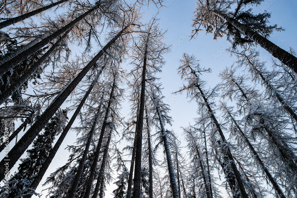 Obraz premium Winter tree tops viewed looking up at sunset. Bottom view trees. Blue sky. Trunks of larches. Forest abstract background. 