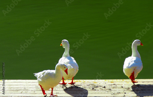 White ducks stand next to a pond or lake with bokeh background
