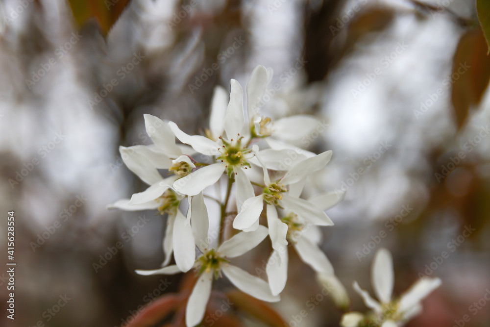 Snowy mespilus white blossoms