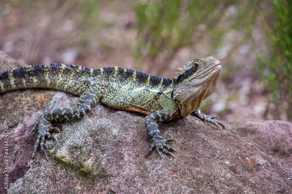 Australian water dragon in Brisbane, Australia Australian water dragon in Brisbane, Australia