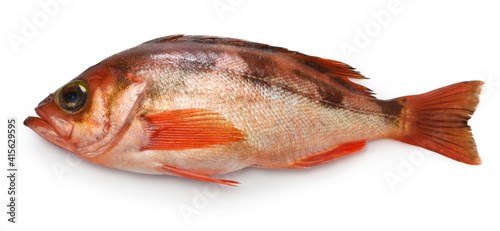 goldeye rockfish isolated on white background photo