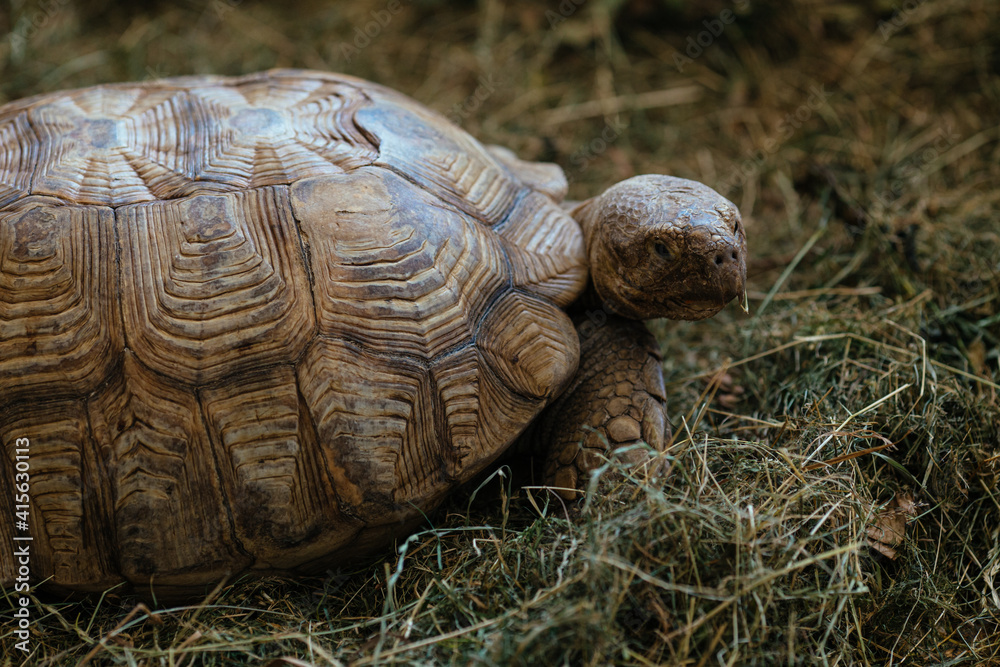 Fototapeta premium Turtle in a zoo