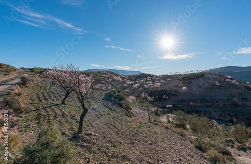 Almond blossoms in the mountains in southern Spain