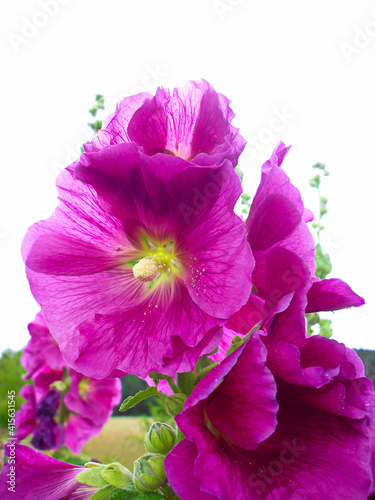 Fototapeta Naklejka Na Ścianę i Meble -  Die Blüten der prachtvollen Stockrose in meinen Garten
