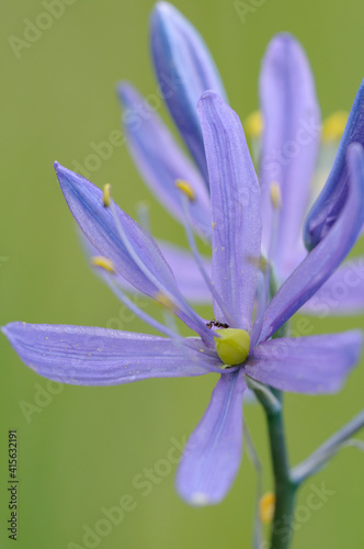 Billede på lærred Common Camas (Camassia quamash), Cowichan Garry Oak Preserve, Cowichan Valley, Vancouver Island, British Columbia
