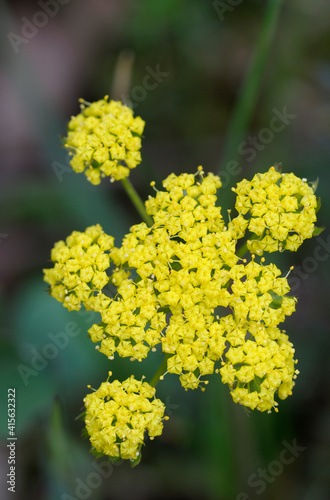 Canvastavla Spring Gold (Lomatium utriculatum), Cowichan Garry Oak Preserve, Cowichan Valley, Vancouver Island, British Columbia