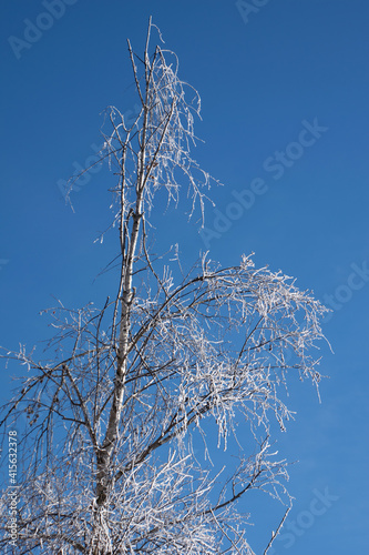 snow covered tree