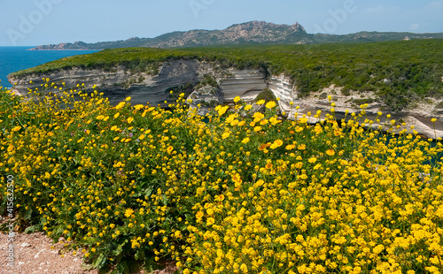 The bright yellow wildflowers on the cliff's edge, Bonifacio, Corsica, France photo