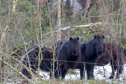 Black shetland ponies in a forest grazing area. Shot in Sweden, Scandinavia