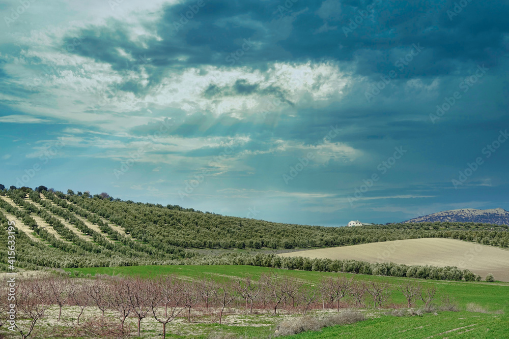 Cultivated fields with olives, almond trees and cereal in Andalusia (Spain)