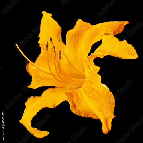 Bild auf Leinwand Orange flower of daylily, lat