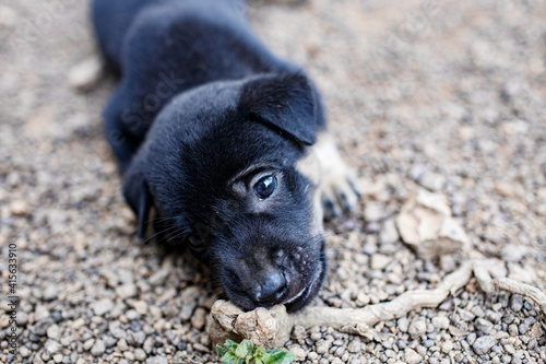Selective focus of black puppy lying on the ground.
