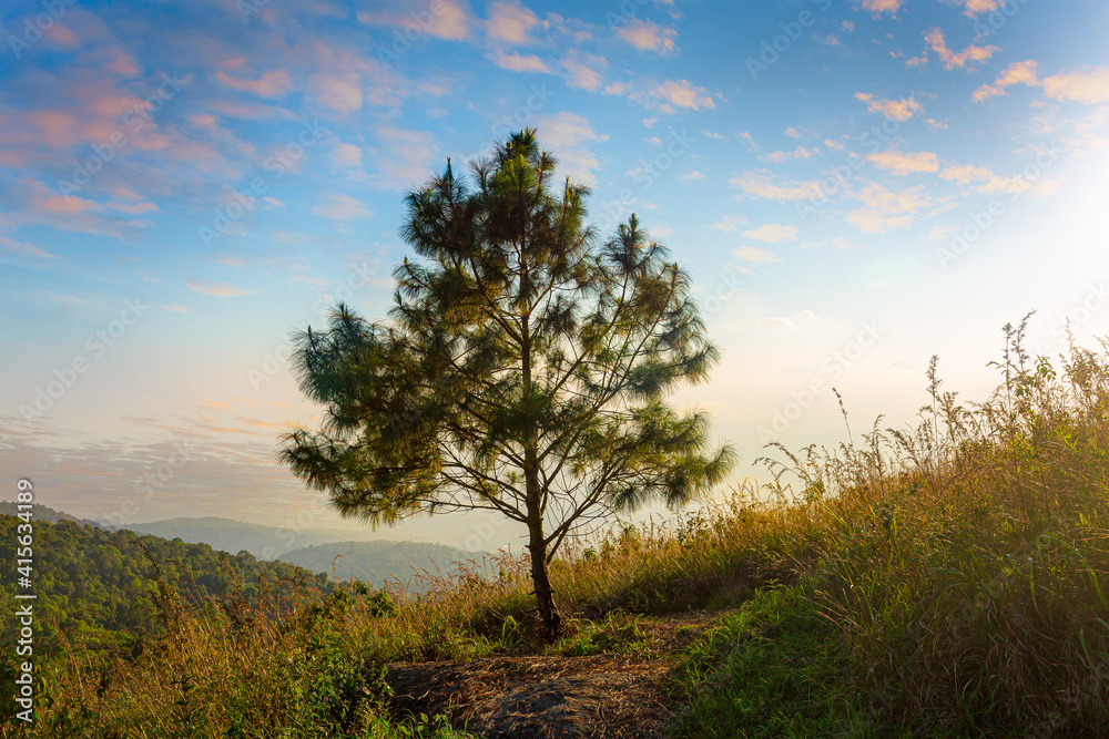 Kesiya pine forest in morning sunrise time Kesiya pine forest in morning sunrise time