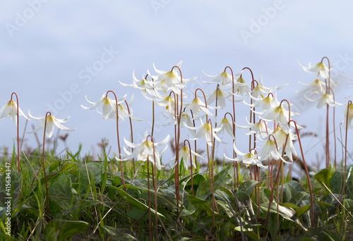 White fawn lily (Erythronium oregonum), Pender Island, British Columbia, Canada photo
