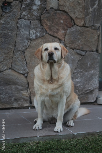 golden retriever dog