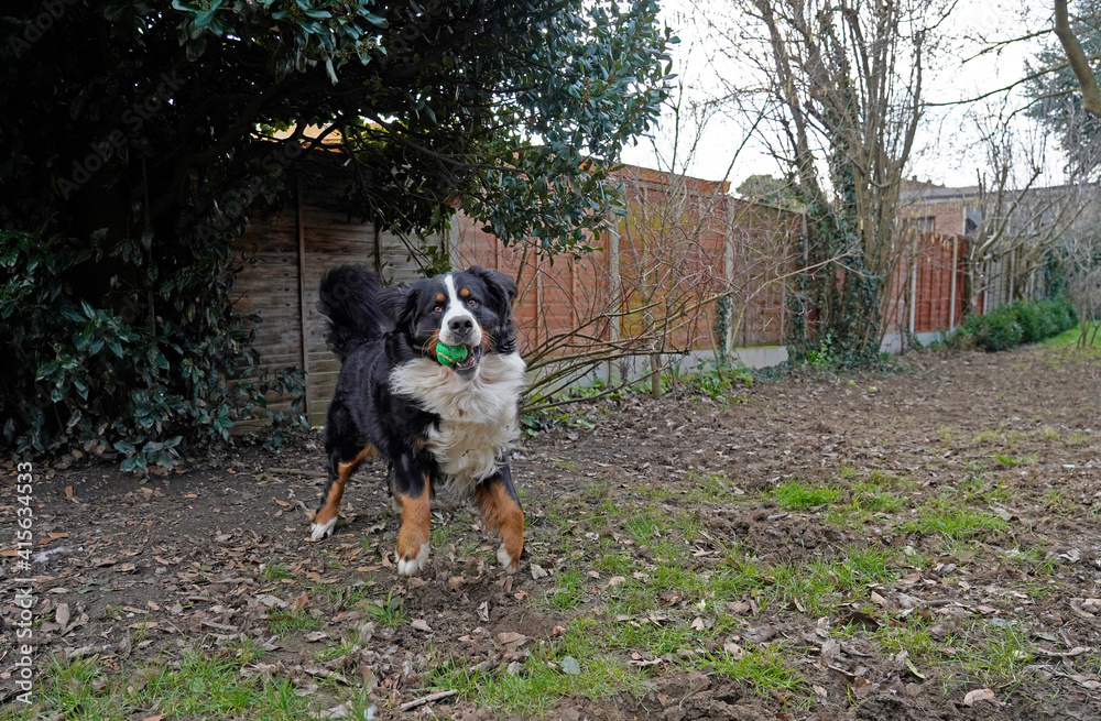 Bernese Mountain Dog playing in the back yard Bernese Mountain Dog playing in the back yard