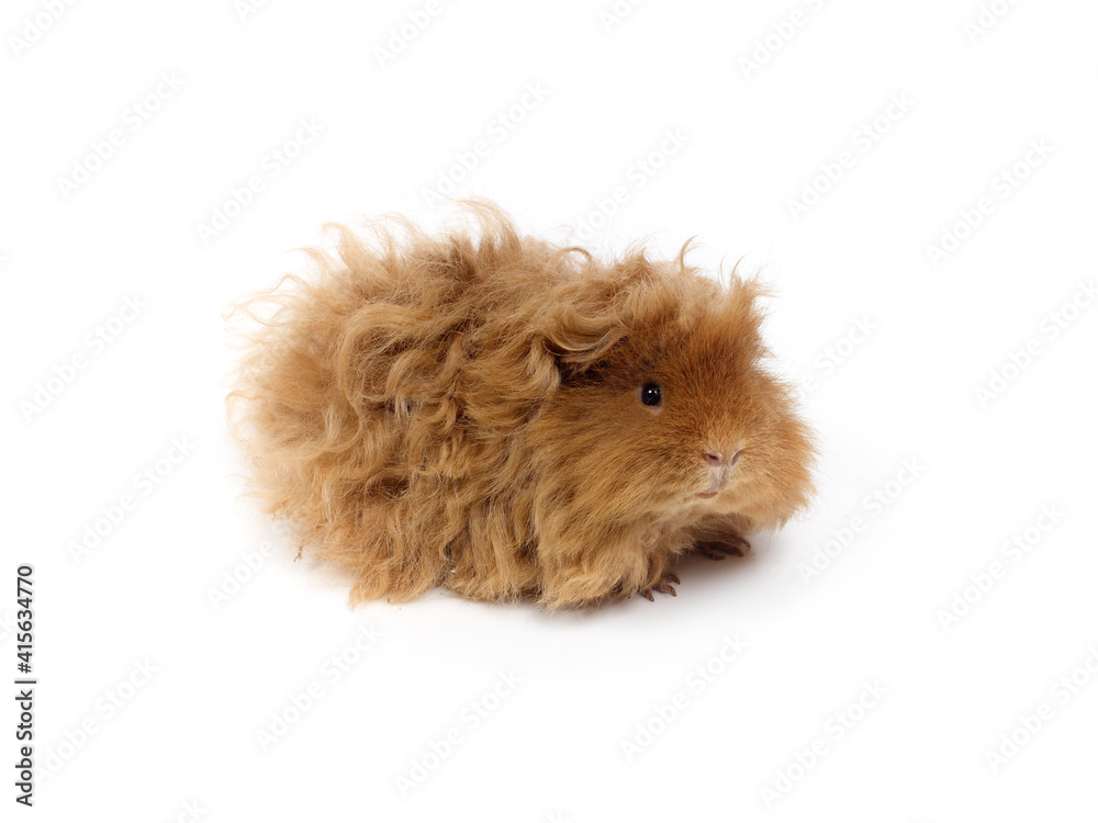 Long-haired guinea pig. Studio photo on a white background. Lunkarya breed. Long-haired guinea pig. Studio photo on a white background. Lunkarya breed.