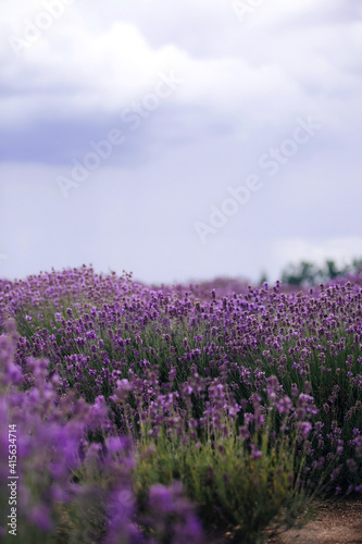 Lavender field in sunlight,Provence, Plateau Valensole. Beautiful image of lavender field.Lavender flower field, image for natural background.Very nice view of the lavender fields. © Andriy Medvediuk