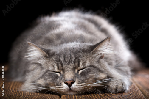 A beautiful purebred cat sleeps on a wooden table. Studio photo on a black background. © jonnyslav