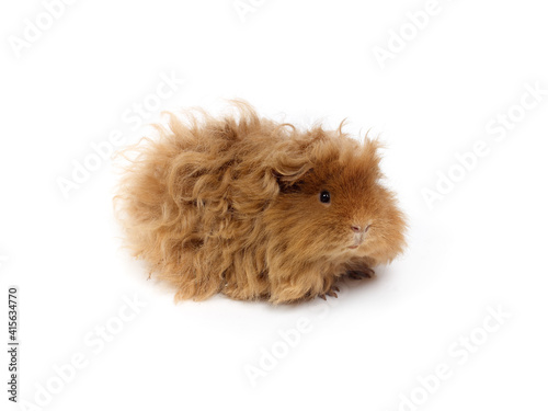 Long-haired guinea pig. Studio photo on a white background. Lunkarya breed.