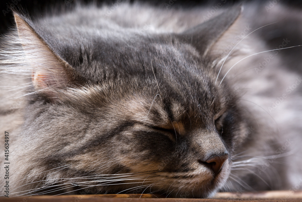Portrait of a sleeping cat close up. Portrait of a sleeping cat close up.