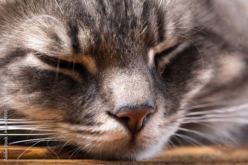 Portrait of a sleeping cat close up.
