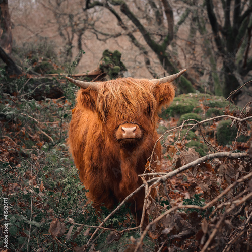 Woodland highland cow