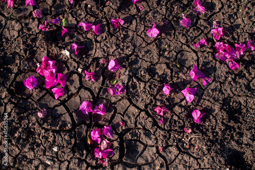 Bougainvillea  