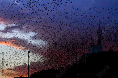 birds in the sky