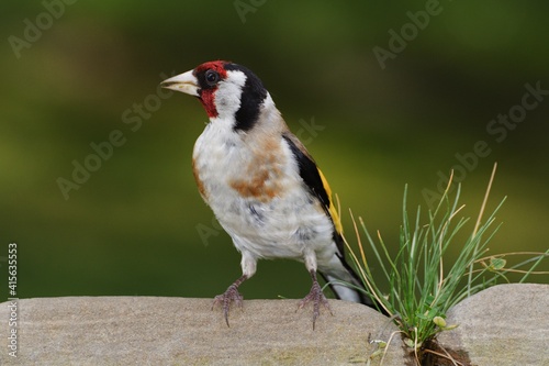  European goldfinch, Carduelis carduelis, stands on stone with grass by the bird's waterhole. Czechia. Europe.