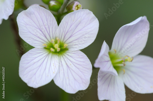 Slender Toothwort (Cardamine pulcherrima var. tenella), Cowichan Valley, Vancouver Island, British Columbia, Canada photo