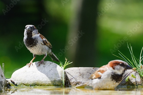 Two house sparrows, Passer domesticus, male are bathing. Czechia. Europe.