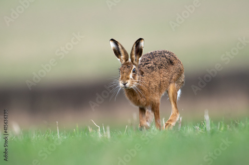 European Brown Hare running © Rob