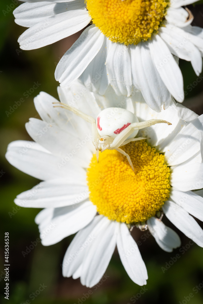 Obraz premium A Goldenrod Crab Spider sits on an invasive Oxeye Daisy waiting for prey to arrive at Carden Alvar Provincial Park in Ontario, Canada.