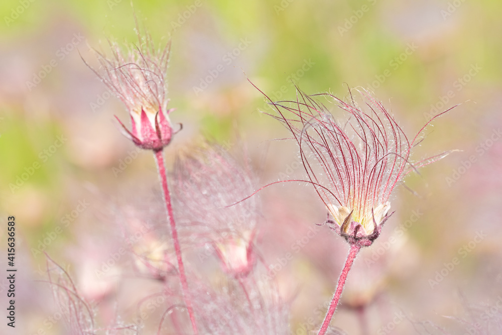 Prairie Smoke wildflowers blowing in the wind at Carden Alvar Provincial Park in the Kawartha Lakes region of Ontario, Canada. Prairie Smoke wildflowers blowing in the wind at Carden Alvar Provincial Park in the Kawartha Lakes region of Ontario, Canada.