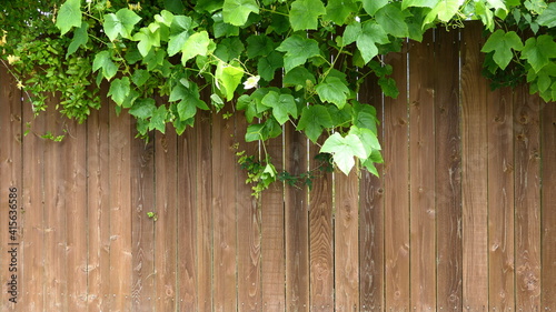 fence and green leaves